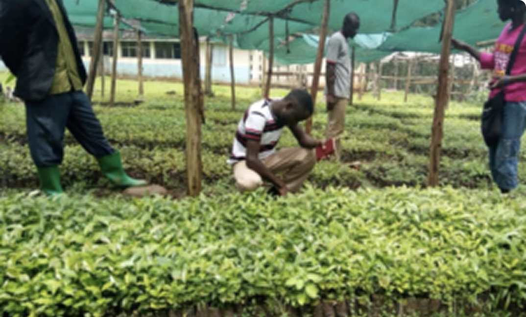 Bushika Integrated Area Cooperative Enterprise