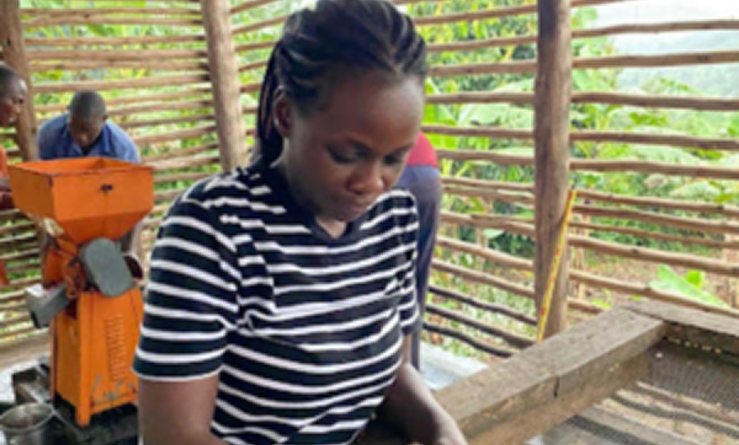 Bwindi Coffee Growers&rsquo; Cooperative Society